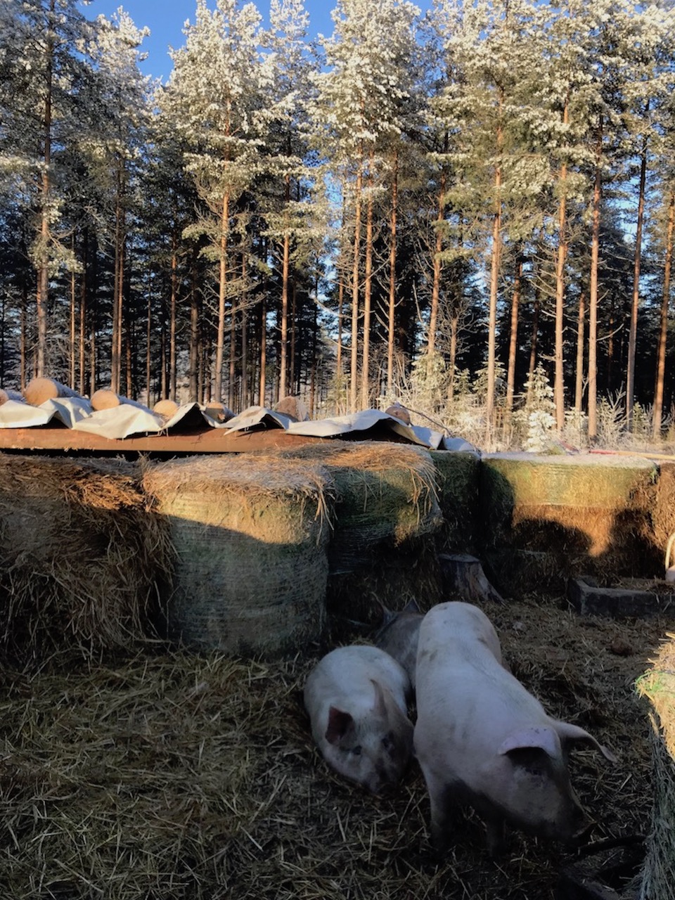 slakting ute på beitet økologisk hjemmeslakt