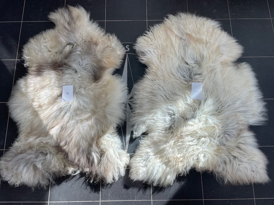 saueskinn gave ursau beskyttelse interiør 