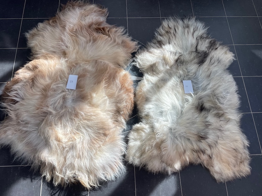 saueskinn gave ursau beskyttelse interiør 